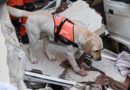 Türkiye and Syria earthquakes: how can the coop family help? 